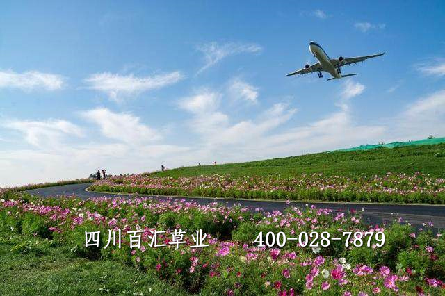 格?；ǚN子多少錢一斤